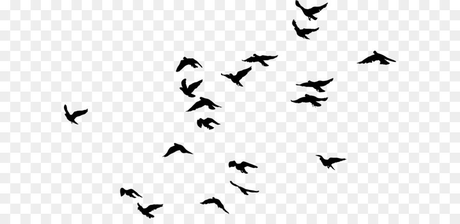 Black birds png download - 2000*1321 - Free Transparent Bird png Download.