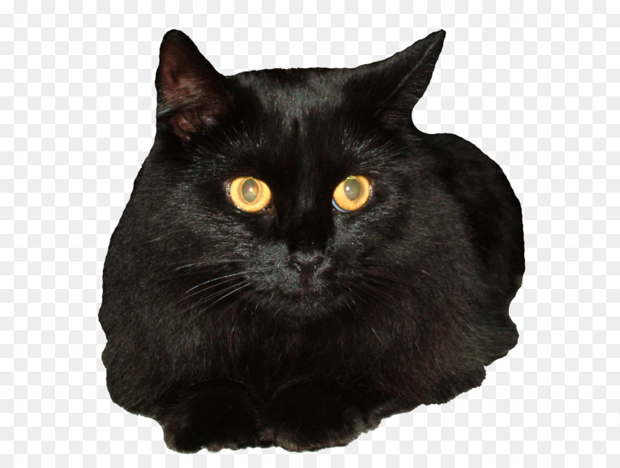 Bombay cat Siberian cat Black cat Clip art - black cat png download - 900*675 - Free Transparent Bombay Cat png Download.