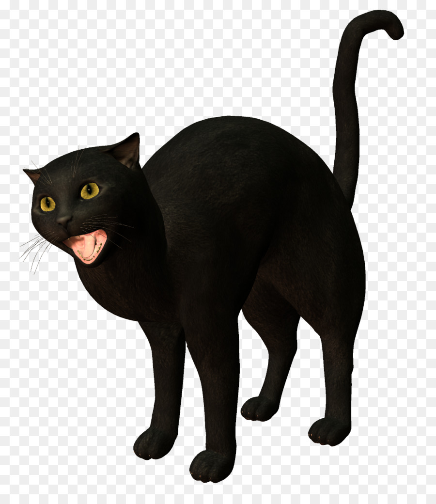 Черный кот на прозрачном фоне