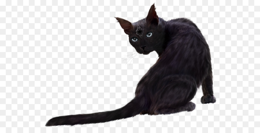Bombay cat Kitten Norwegian Forest cat Persian cat Maine Coon - kitten png download - 600*449 - Free Transparent Bombay Cat png Download.