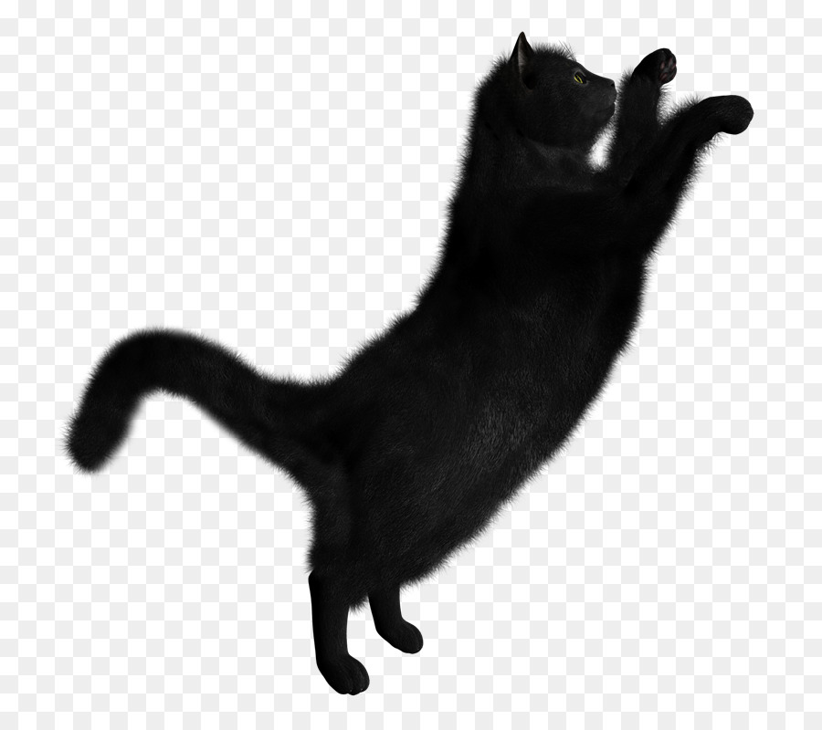 Black cat Clip art Portable Network Graphics Transparency - Hc png download - 800*785 - Free Transparent Cat png Download.