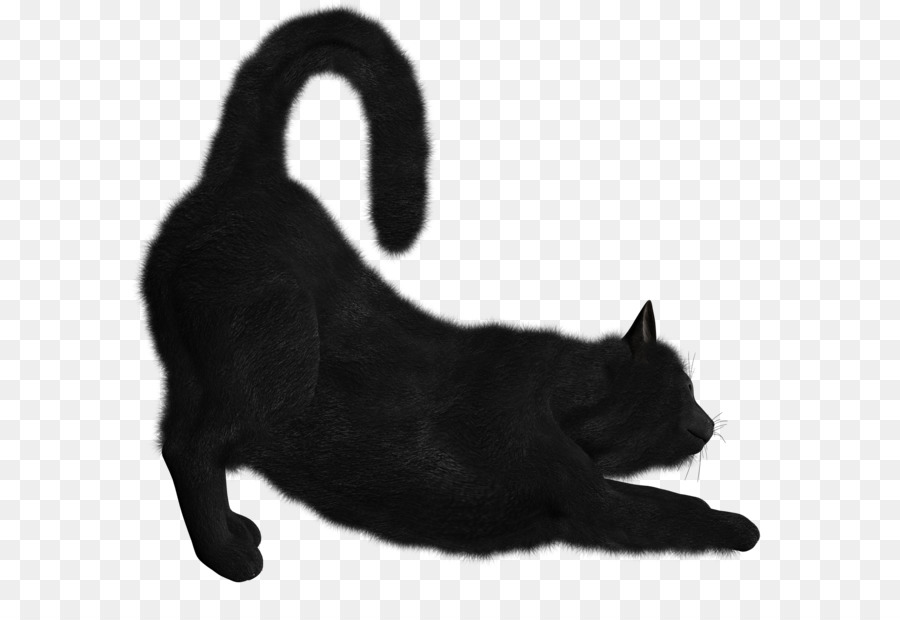 Cat Dog - Black Cat PNG image png download - 1600*1520 - Free Transparent Bombay Cat png Download.