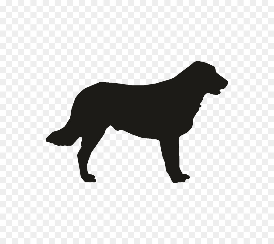 Labrador Retriever Flat-Coated Retriever Rough Collie Dog breed Puppy - puppy png download - 800*800 - Free Transparent Labrador Retriever png Download.