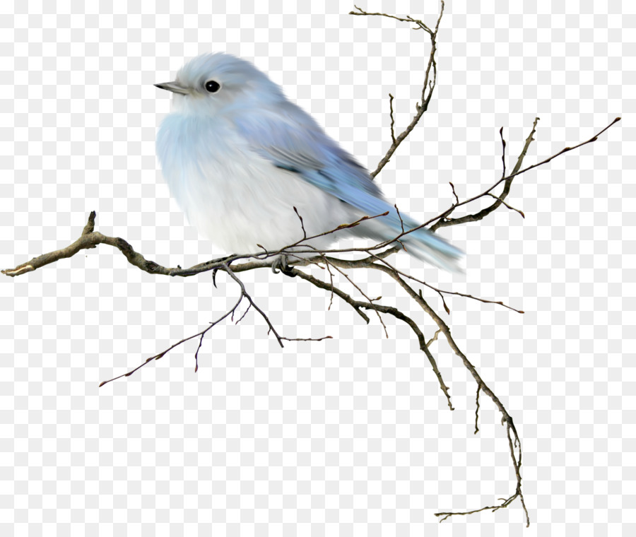Mountain bluebird Eastern bluebird Western bluebird Clip art - gull png download - 1204*999 - Free Transparent Bird png Download.