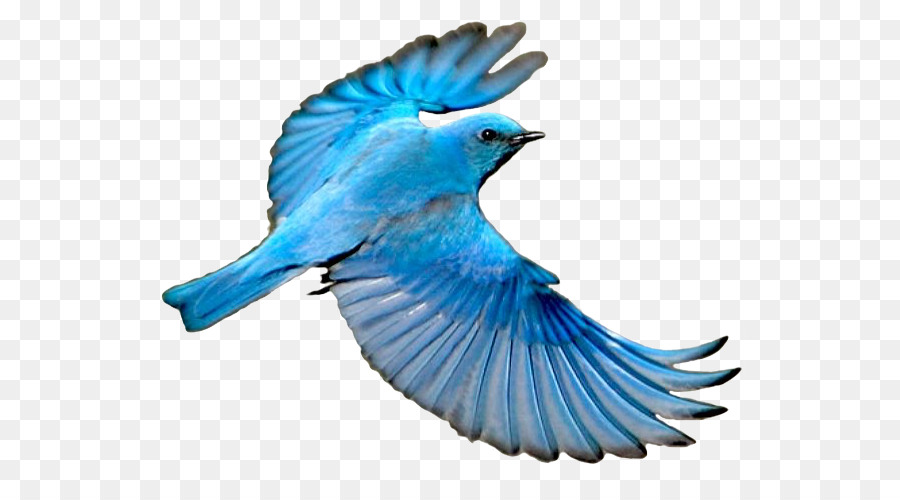 Blue jay Mountain bluebird Wing - Bird png download - 593*488 - Free Transparent Blue Jay png Download.
