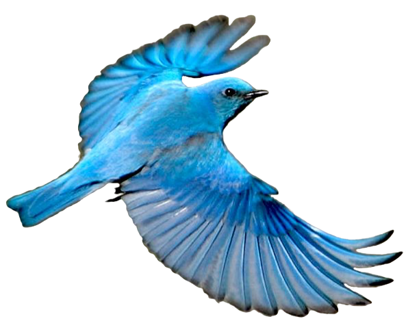 Blue jay Mountain bluebird Wing - Bird png download - 593*488 - Free ...