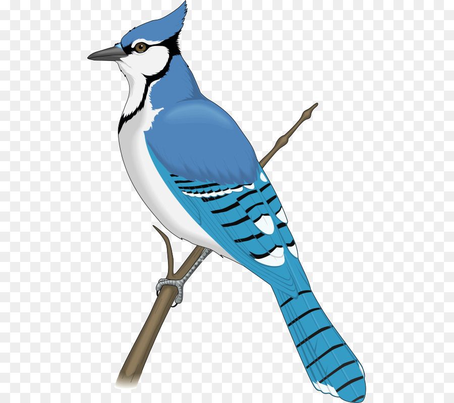Blue jay Clip art - blue bird png download - 553*800 - Free Transparent Blue Jay png Download.