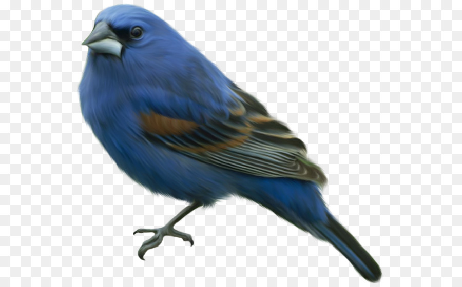 Eastern bluebird Clip art - Bird Png png download - 600*553 - Free Transparent Bird png Download.