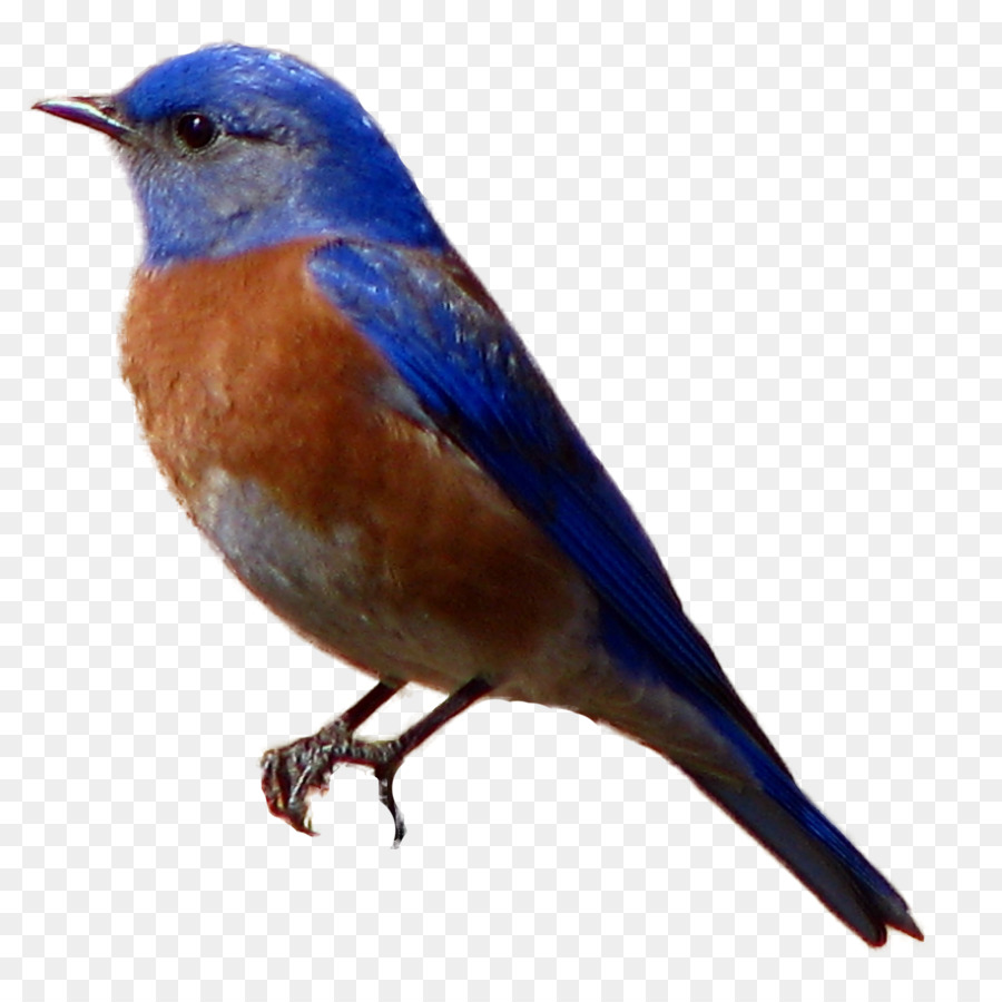 Brown-headed cowbird Western bluebird - birds png download - 1524*1510 - Free Transparent Bird png Download.