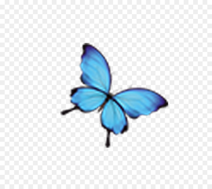 Monarch butterfly Blue Insect - blue butterfly png download - 800*800 - Free Transparent Butterfly png Download.