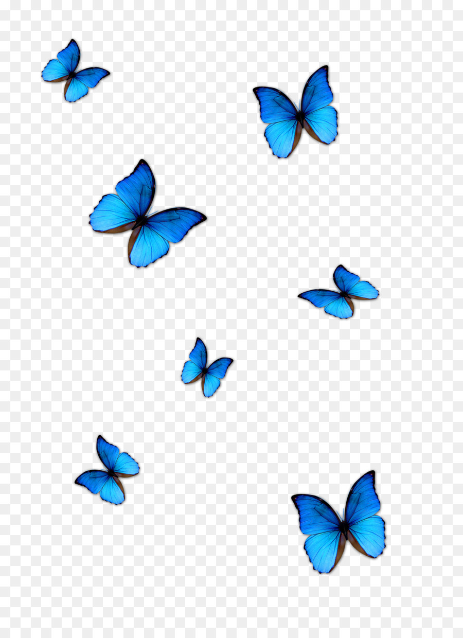 Butterfly Blue Phengaris alcon - blue butterfly png download - 2909*4000 - Free Transparent Butterfly png Download.