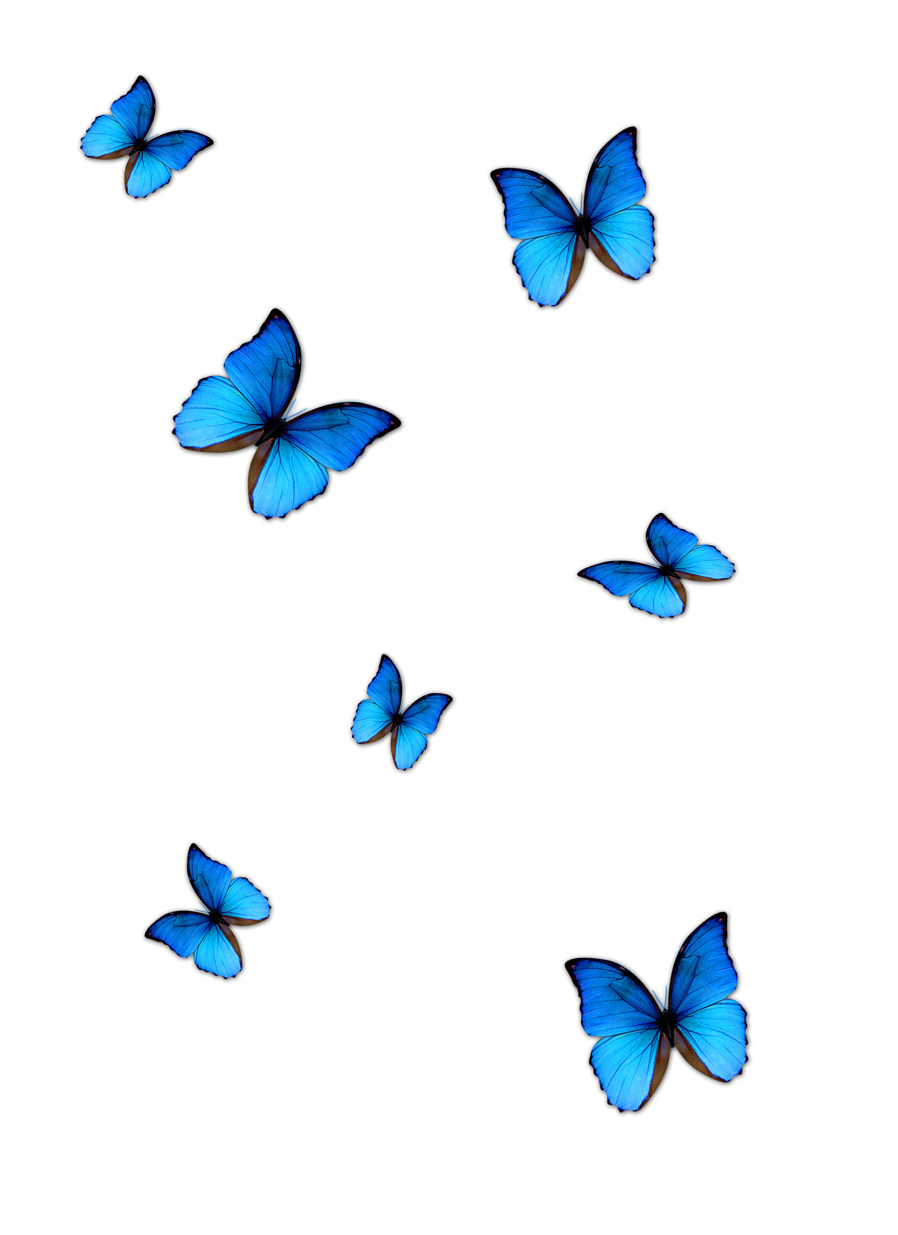 Бело голубые бабочки. Бабочки на белом фоне. Голубая бабочка. Бабочка без фона. Синяя бабочка.