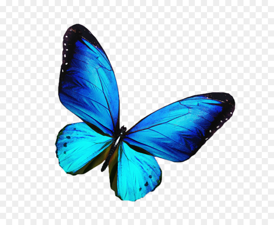 Butterfly Stock photography Blue Illustration - butterfly,blue butterfly png download - 1434*1152 - Free Transparent Butterfly png Download.