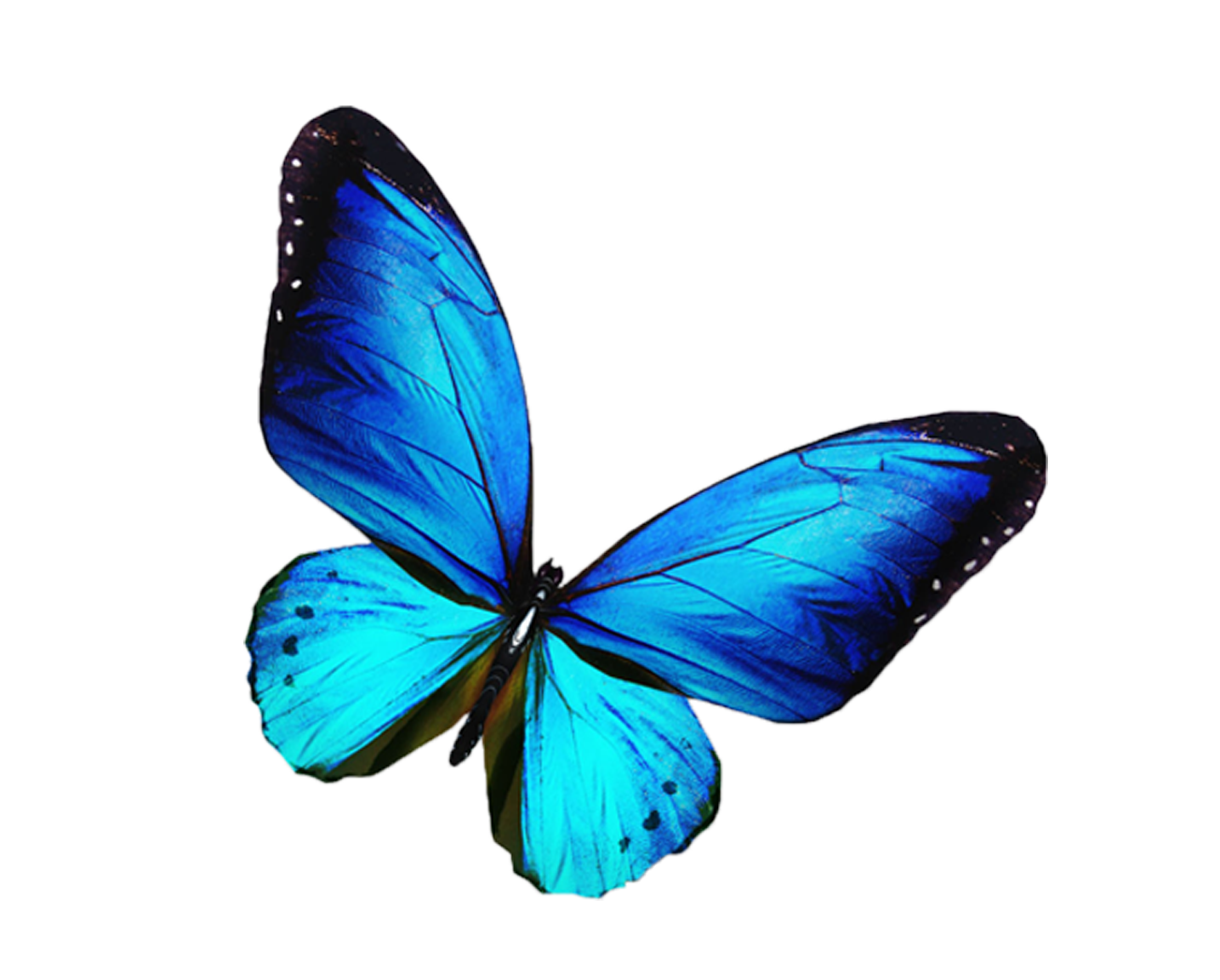Blue D Butterfly Animated Gif Transparent Background Butterfly Gif | My ...