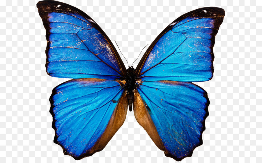 Butterfly Clip art - Blue butterfly PNG image png download - 2200*1880 - Free Transparent Butterfly png Download.