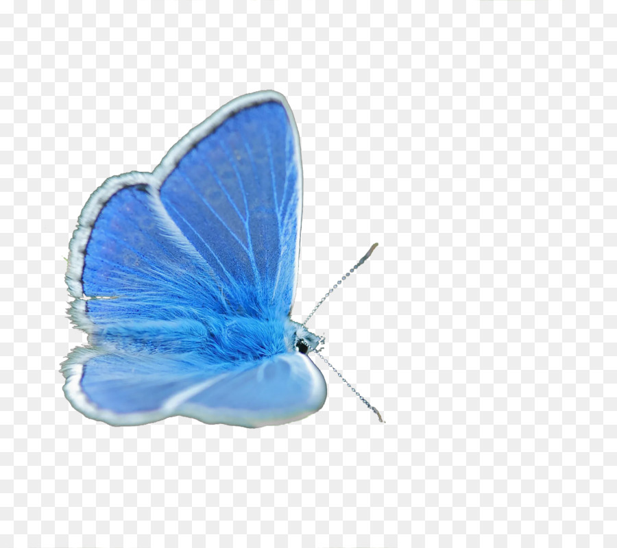 Butterfly Insect Lycaenidae Blue - blue butterfly png download - 2160*1920 - Free Transparent Butterfly png Download.