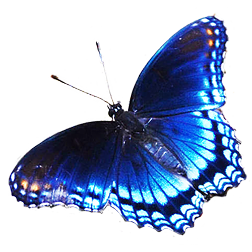 Butterfly Blue Clip art - blue butterfly png download - 500*500 - Free ...