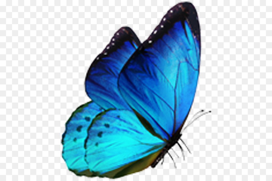 Butterfly Morpho menelaus Blue - butterfly png download - 600*600 - Free Transparent Butterfly png Download.