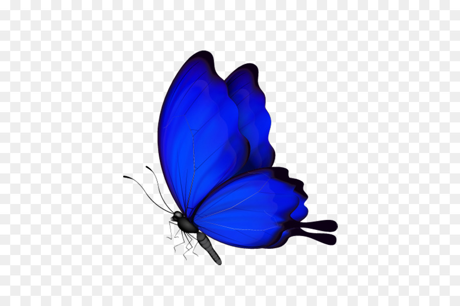 Butterfly Insect - blue butterfly png download - 541*600 - Free Transparent Butterfly png Download.