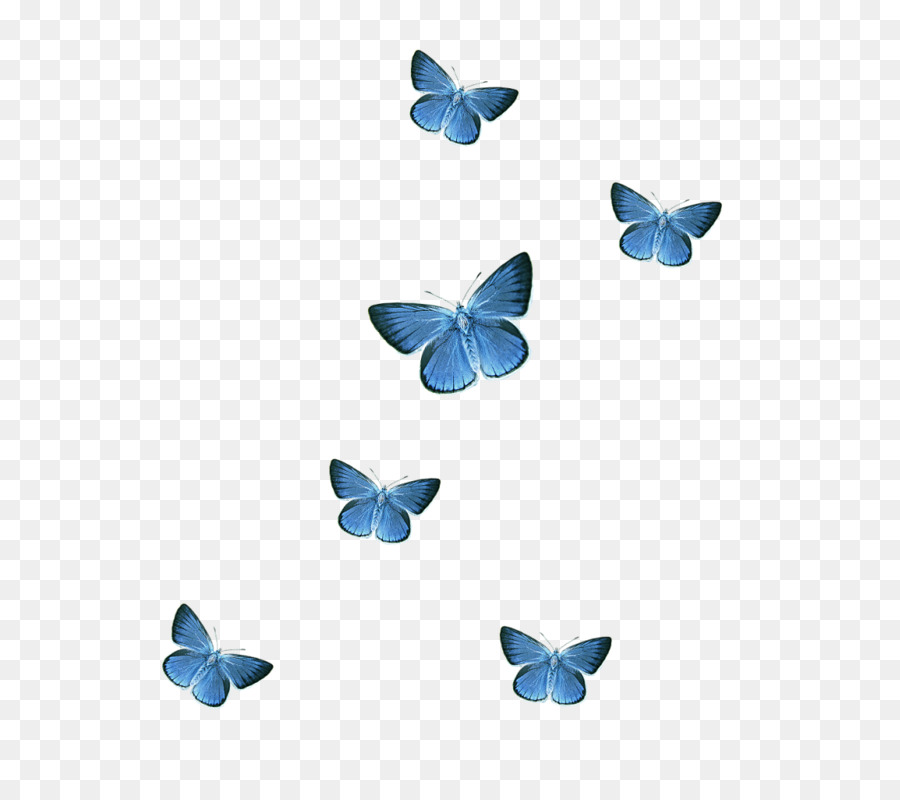 Butterfly Icon - blue butterfly png download - 800*800 - Free Transparent Butterfly png Download.
