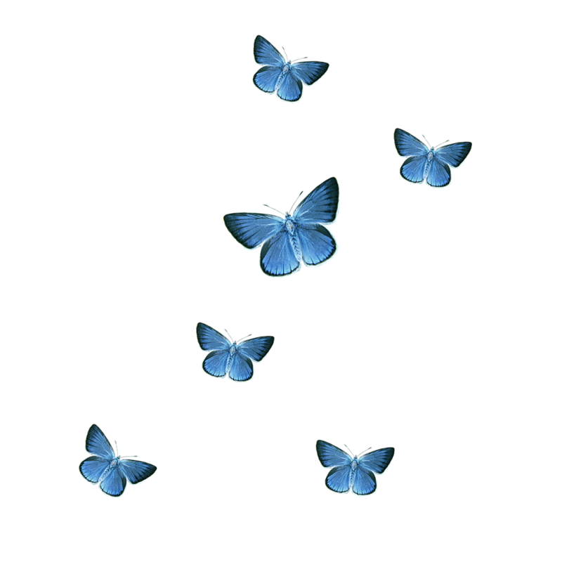 Butterfly Icon - blue butterfly png download - 800*800 - Free ...