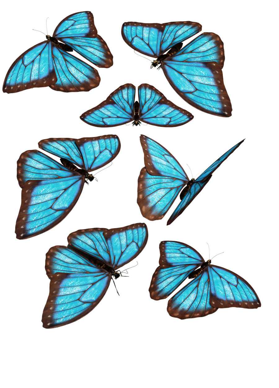 Mariposas Azules Png Mariposas Fondos De Pantalla Fondo De Pantalla ...