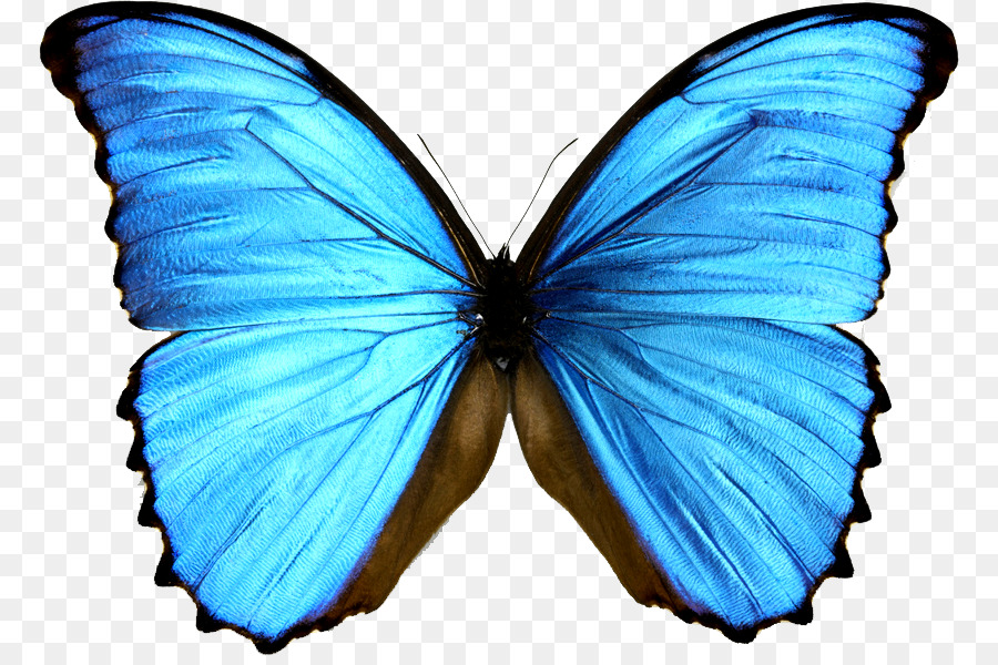 Monarch butterfly Morpho menelaus Morphinae Blue - blue butterfly png download - 830*594 - Free Transparent Butterfly png Download.