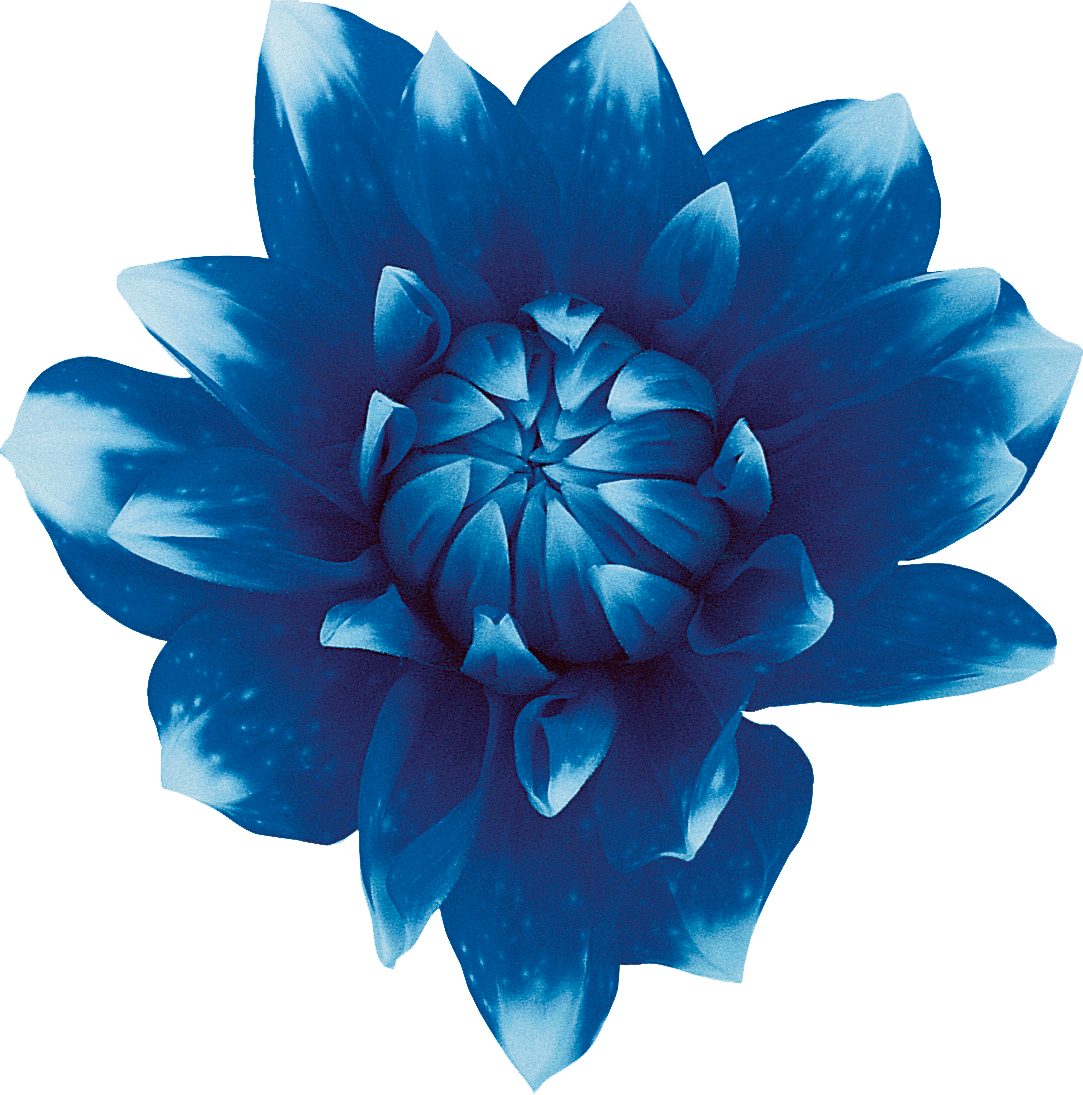 Vector Blue Flowers Png Transparent File Png Arts - Riset