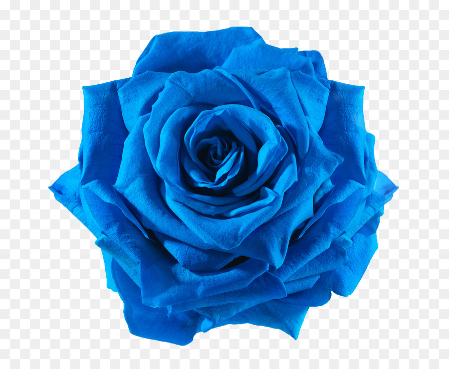 Blue rose Cut flowers - blue flower png download - 738*738 - Free Transparent Rose png Download.