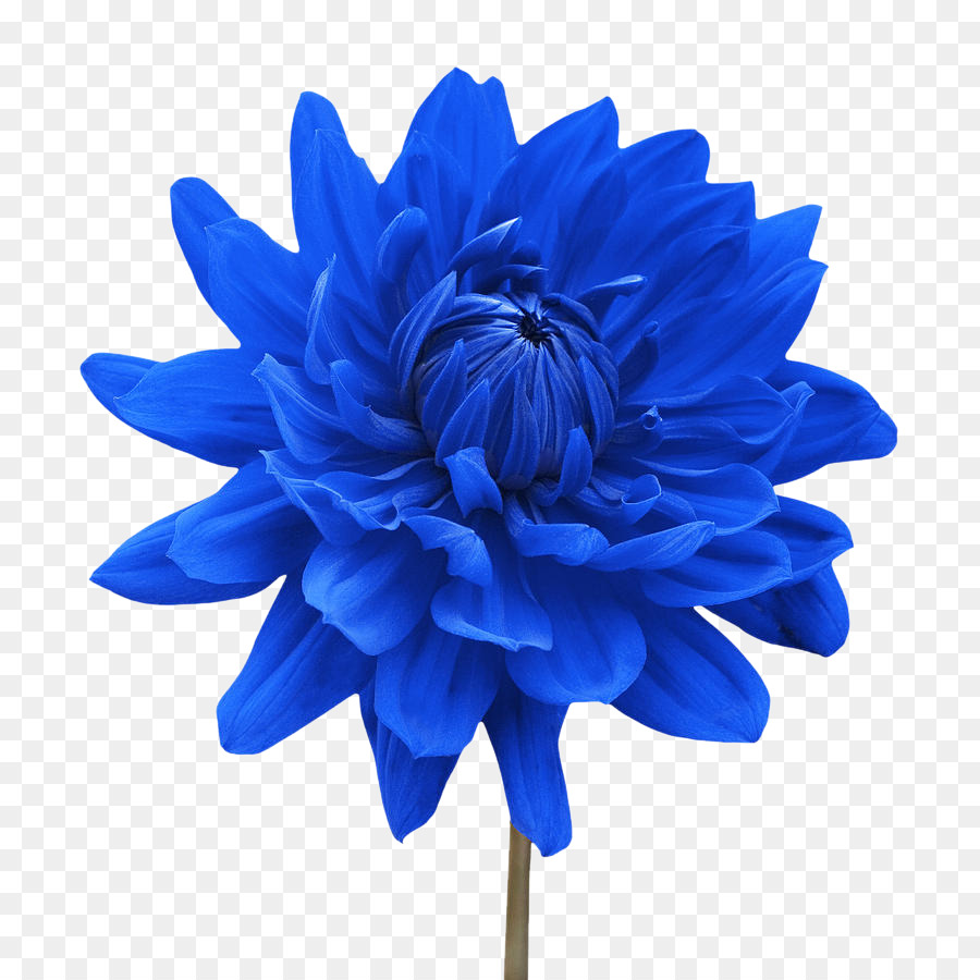 Flower White Blue Dahlia Desktop Wallpaper - flower png download - 900*900 - Free Transparent Flower png Download.
