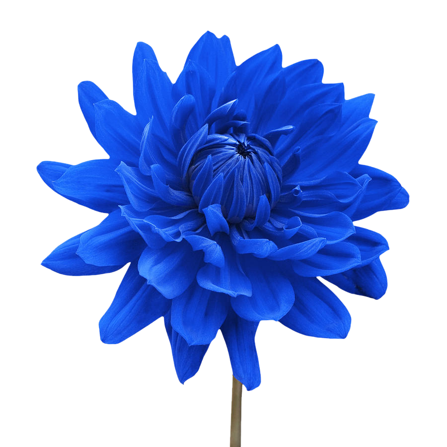 Flower White Blue Dahlia Desktop Wallpaper - flower png download - 900*900  - Free Transparent Flower png Download. - Clip Art Library