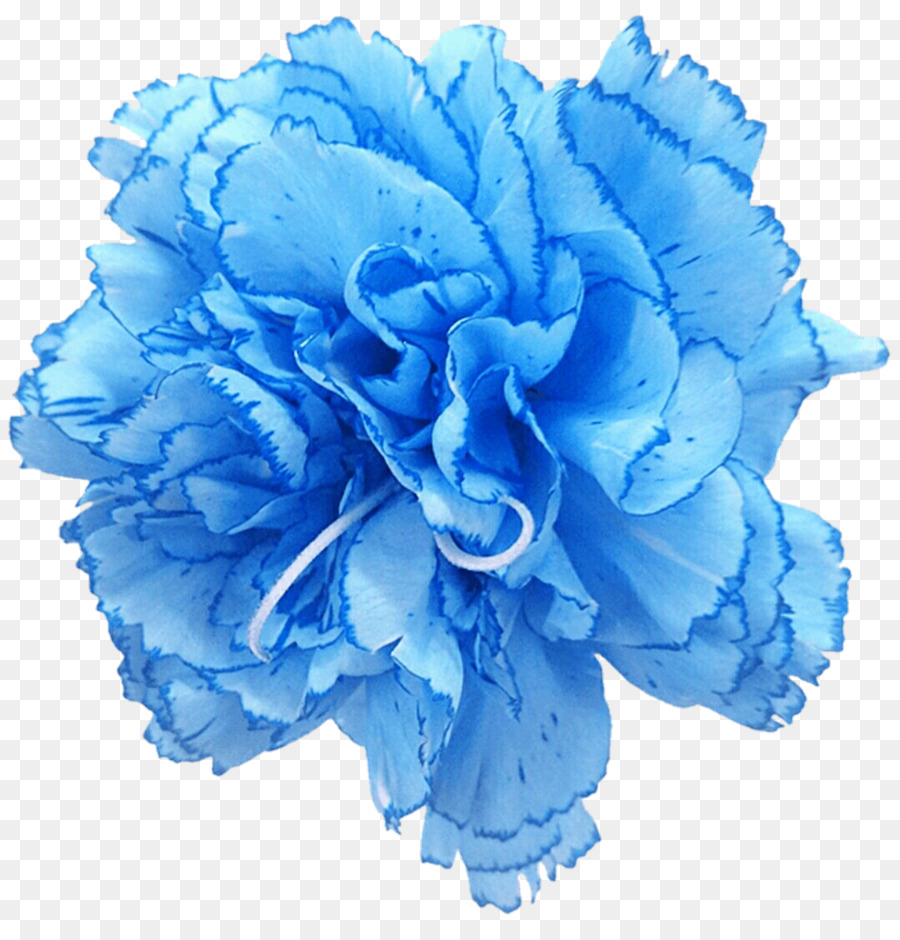 Carnation Rose Blue Cut flowers - blue pea flower png download - 1024*1052 - Free Transparent Carnation png Download.