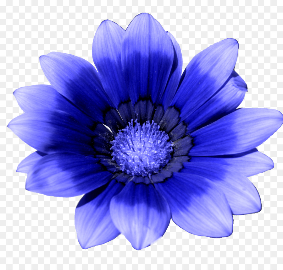 Blue flower White Cornflower - blue png download - 1600*1502 - Free Transparent Flower png Download.