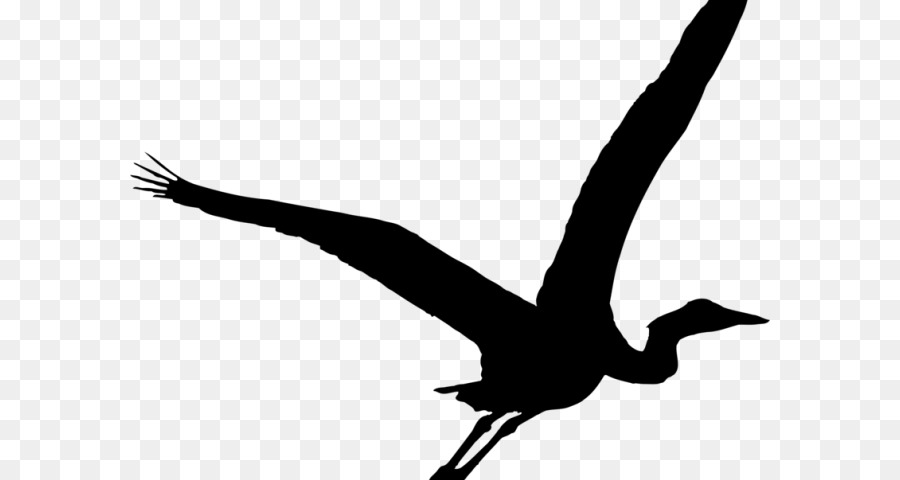 Green heron Bird Crane Great blue heron - mallard silhouette png clipart png download - 640*480 - Free Transparent Heron png Download.