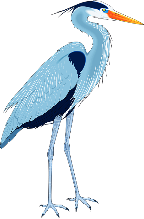 Great blue heron Drawing Clip art - others png download - 459*700 ...