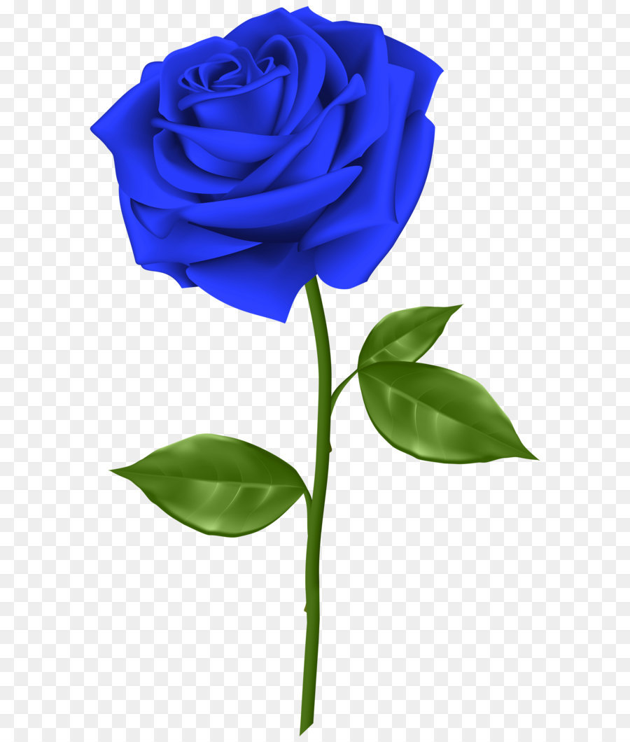 Blue rose Flower Clip art - Blue Rose Transparent PNG Clip Art png download - 3689*6000 - Free Transparent Blue Rose png Download.