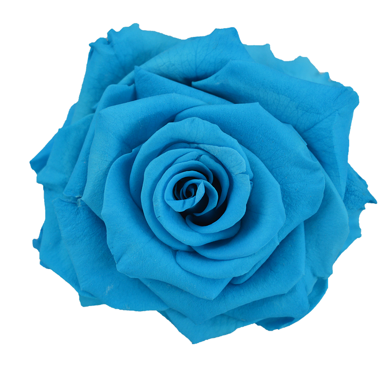 Blue rose Flower preservation - blue flower png download - 738*738 ...