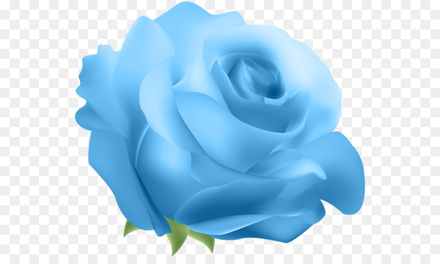 Blue rose Flower Clip art - blue rose png download - 600*528 - Free Transparent Rose png Download.