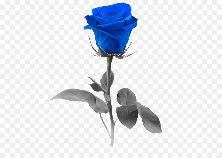 Blue rose Stock photography Flower - blue rose png download - 1825*1281 - Free Transparent Blue Rose png Download.