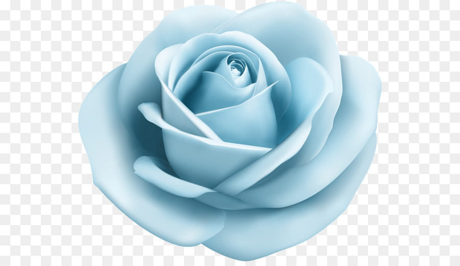 Blue rose Centifolia roses Garden roses Clip art - flower png download - 600*513 - Free Transparent Blue Rose png Download.