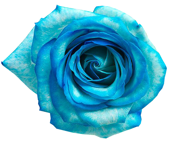 Blue rose Blue flower - Flores AZUL png download - 592*487 - Free ...