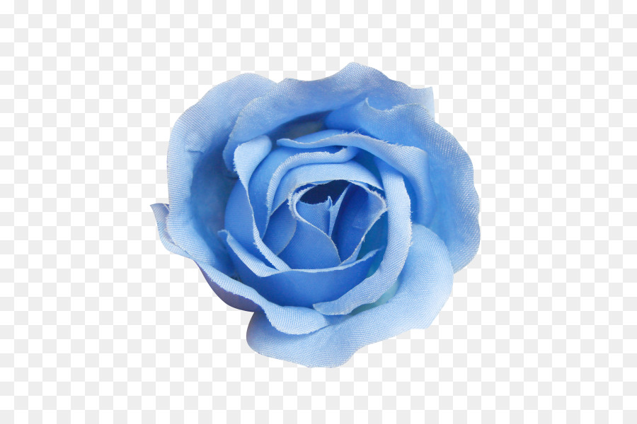 Blue rose Beach rose Centifolia roses - Blue Rose png download - 600*600 - Free Transparent Blue Rose png Download.