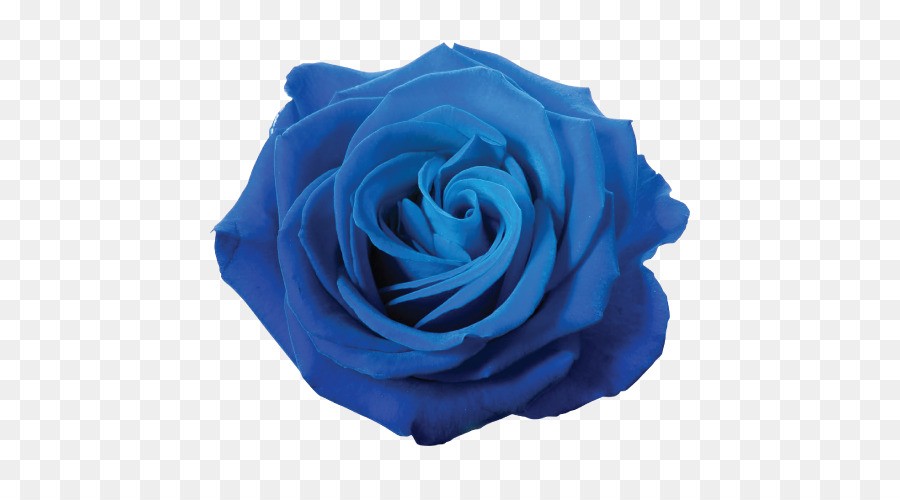 Blue rose Flower Clip art - blue flower png download - 500*500 - Free Transparent Rose png Download.