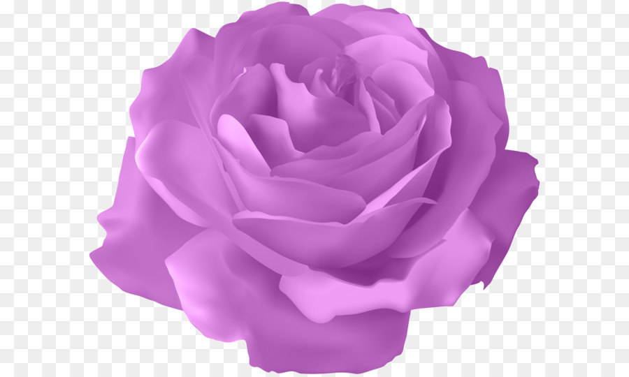 Blue rose Flower - Purple Rose Transparent PNG Clip Art Image png download - 8000*6617 - Free Transparent Centifolia Roses png Download.