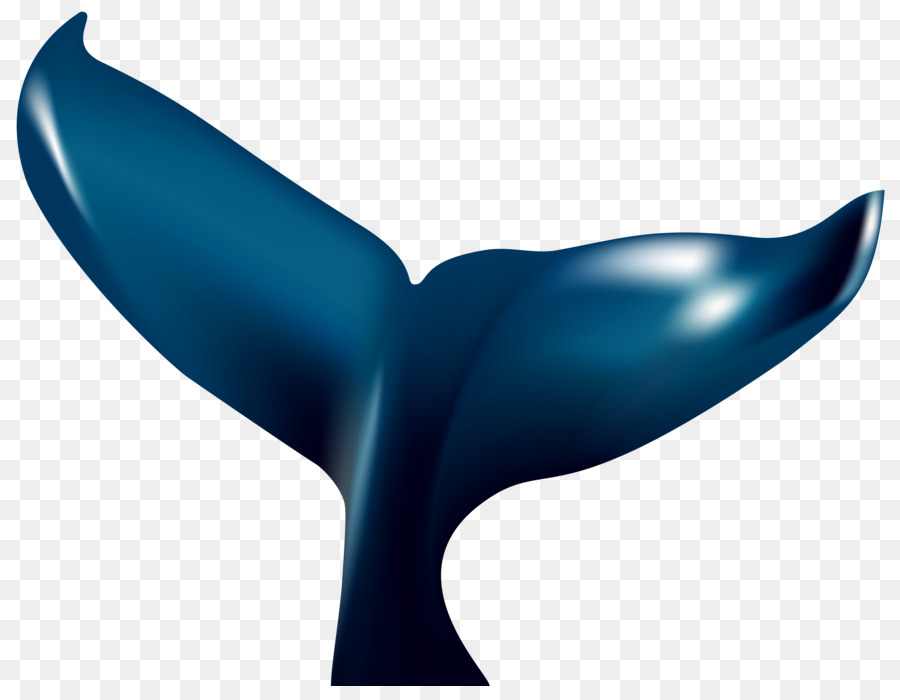 Whale tail Blue whale Clip art - Number 8 Cliparts Whales png download - 8000*6099 - Free Transparent  png Download.