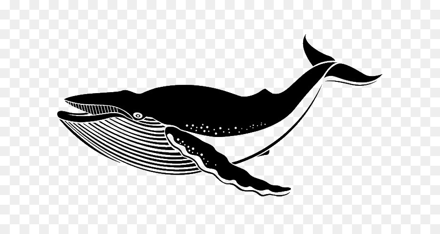 Wall decal Sticker Blue whale - whale png download - 680*472 - Free Transparent Wall Decal png Download.