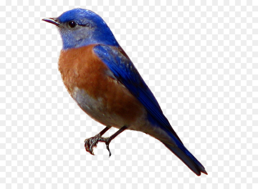 Western bluebird George Sanderson Eastern bluebird Sparrow - Western Bluebird Cliparts png download - 1524*1510 - Free Transparent Bird png Download.