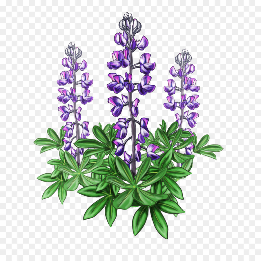 Lupine Bluebonnet Alaska Plant Violet - flower garden png download - 1234*1210 - Free Transparent Lupine png Download.