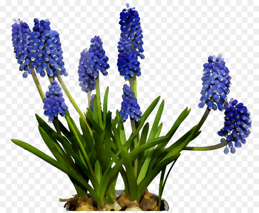 English lavender Cut flowers Hyacinth Bluebonnet -  png download - 1548*1260 - Free Transparent English Lavender png Download.