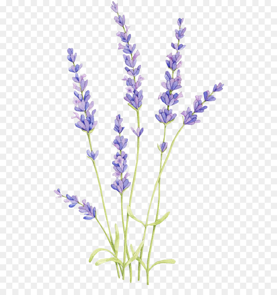Drawing Watercolor painting English lavender Lavender oil - bluebonnet drawing png uihere png download - 564*942 - Free Transparent Drawing png Download.